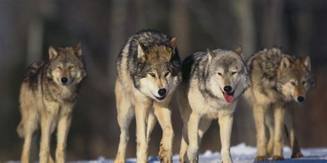 Wolves In Paradise Yellowstones Wolves In Transition Huffpost
