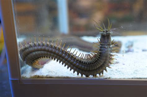 Bobbit Worm Discovered In Woking Surrey Live