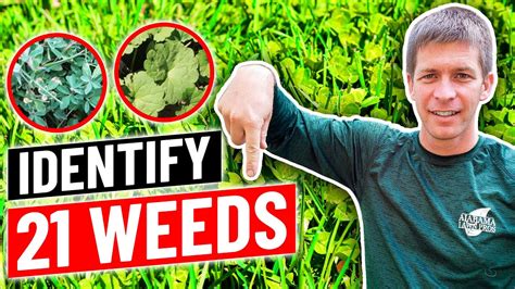 Weed Identification Identify Common Weeds In Lawn Youtube