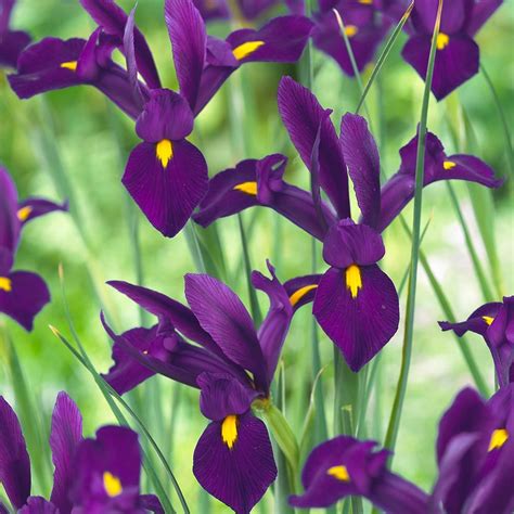 Iris Purple Sensation Dutch 7 8cm Iris Flowers Garden Purple Iris Dutch Iris