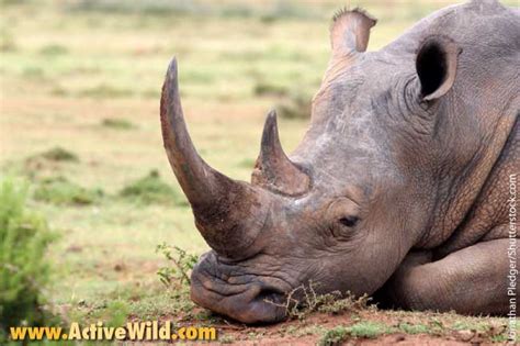 Aardvark earth pig or ground hog. African Animals List, With Pictures, Facts, Information ...