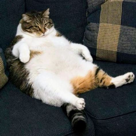 Create Meme A Fat Lazy Cat Fat Cat Fat Cat Pictures Meme