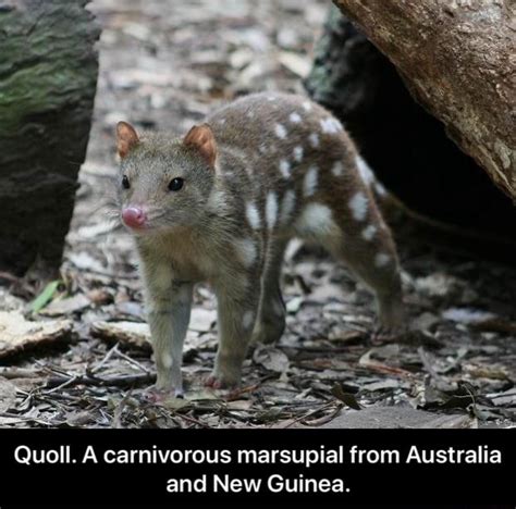Quoll A Carnivorous Marsupial From Australia And New Guinea Quoll