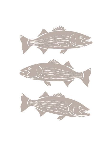 400 Striped Bass Illustrations Royalty Free Vector Graphics And Clip