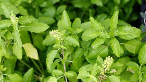 Tulsi Plant Benefits And Religious Significance