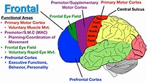 Lobes of the Brain: Cerebral Cortex Anatomy, Function, Labeled Diagram ...