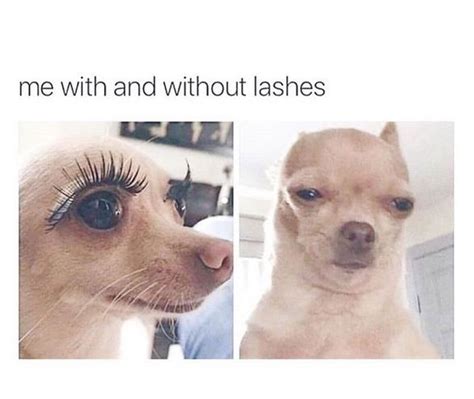 There are 197 eyebrow meme for sale on etsy, and they cost $10.47 on average. 14 Funny Chihuahua Memes That Will Make You Laugh! | Page ...
