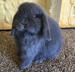 All pricing listed on this website does not include. Rabbits for sale, 4h show rabbits - adsadf - Indianapolis ...