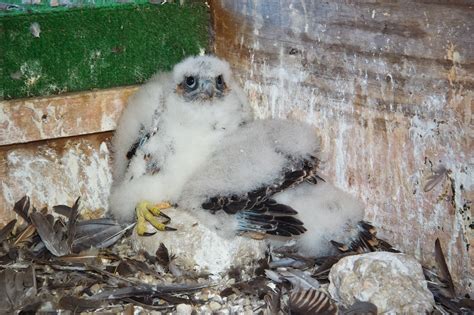 Feather Tailed Stories Peregrine Falcon Chicks