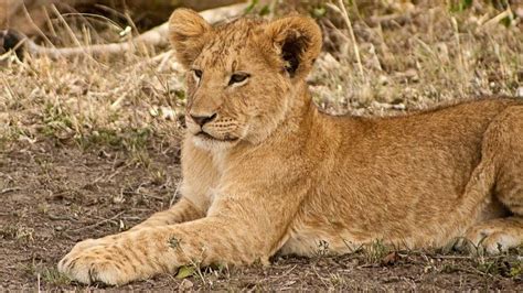 Cachorros De León La Guía Definitiva Sobre Cachorros De León