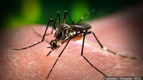 dhec confirmed the first case of sexually transmitted zika virus reported in south carolina