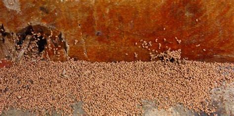 Protecting Your Home From Unnoticed Termites What To Do If Your Home