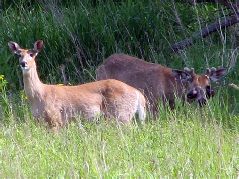 Deer With Skin Tumors Flickr Photo Sharing