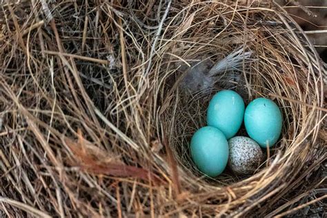 How To Relocate A Birds Nest With Eggs