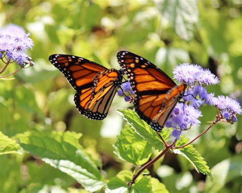 Two Beautiful Monarchs Birds And Blooms