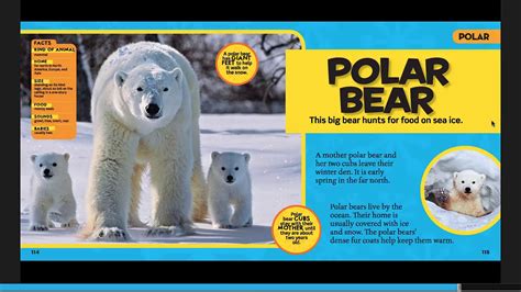 Polar Bear Read Aloud Youtube