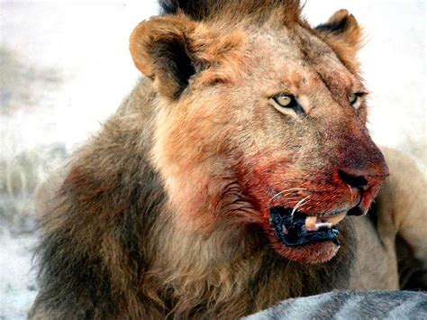 Dangerous Hd Lion Wallpapers ~ Wild Life