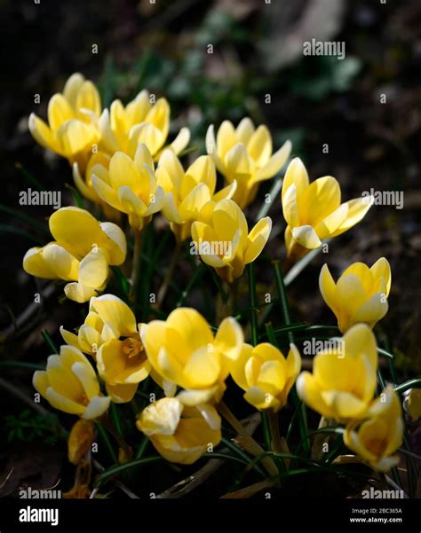 Crocus Chrysanthus Romance Hi Res Stock Photography And Images Alamy