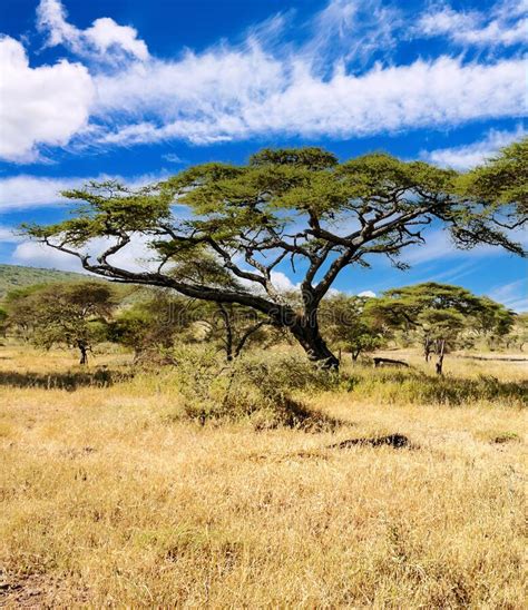 Acacia Trees In Africa Stock Photo Image Of Park Bush 210384398