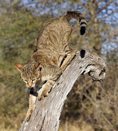 Letsgowild African Wild Cat Wild Cat Species Wild Cats