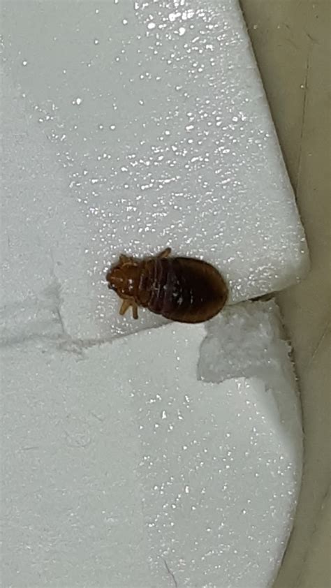 Help Is This A Bed Bug Found Just This One Crawling On The Surface Of