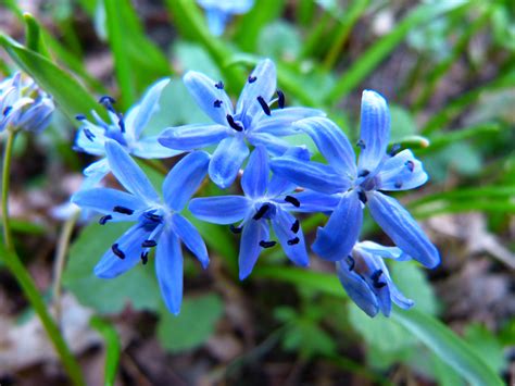 Free Images Nature Blossom Flower Bloom Herb Botany Garden