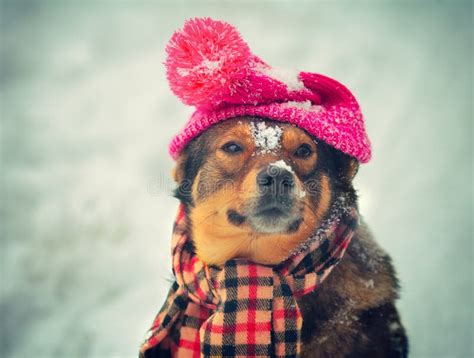 633 Dog Hat Scarf Wearing Stock Photos Free And Royalty Free Stock