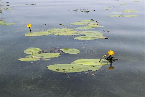 Yellow Nenuphar Flower Water Lily On A Lake Beautiful Aquatic Plant