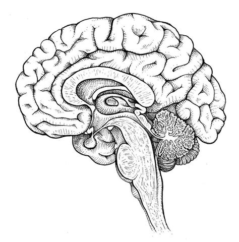 Human Brain Drawing Artofit