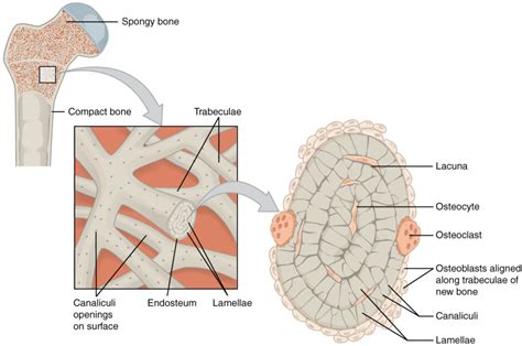Schematic diagram for cross and longitudinal sections of long bone showing the compact bone formed from osteons that are consisted of circumferential bone lamellae around the haversian canals, and the cancellous or spongy bone that is formed from bone trabeculae arranged randomly. Compact Bone, Spongy Bone, and Other Bone Components ...