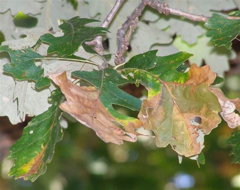 Tree Disease Alert Bur Oak Blight Natures Perspective Landscaping