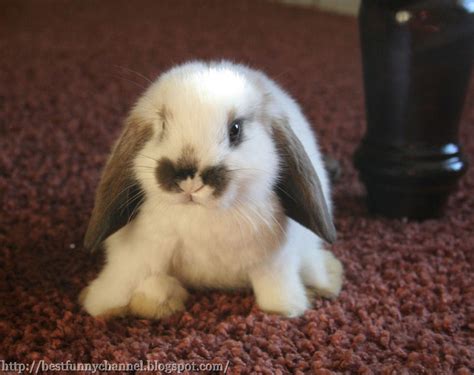 Cute And Funny Pictures Of Animals 13 Bunny