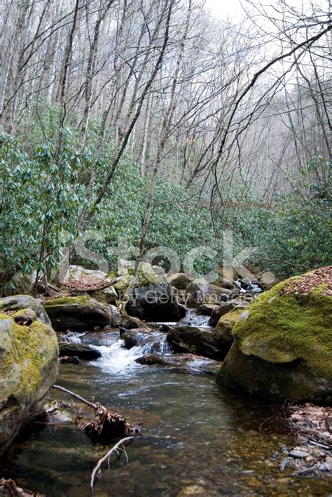 Small Stream In The Woods Stock Photos