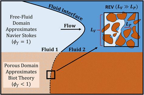 Modeling Multiphase Flow Within And Around Deformable Porous Materials