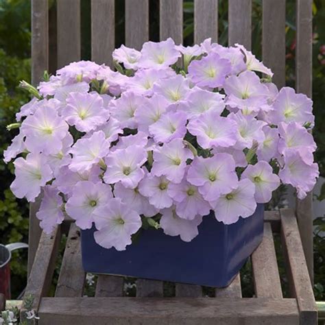 Trilogy Lavender Pink Trailing Petunia Seeds Annual Flower Seeds