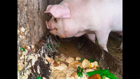 🔊how Does Pig Eat Pig Is Eating Slop ¿cómo Come El Cerdo Как свинья