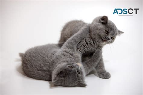 Chartreux Kittens For Sale Springwood Cats And Kittens Adsct