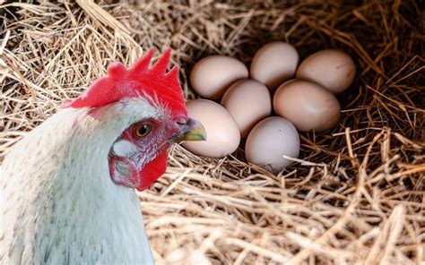 Can Chickens Eat Their Own Eggs Learnpoultry
