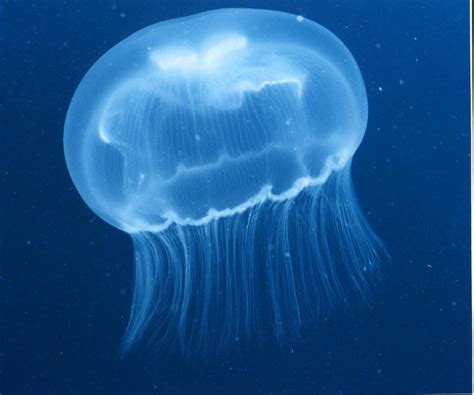 Cnidaria Cnidaires