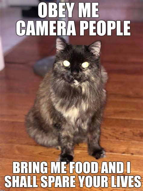 Most 23 Dank Cat Memes Cat Memes Funny Cat Memes Funny Animal Memes