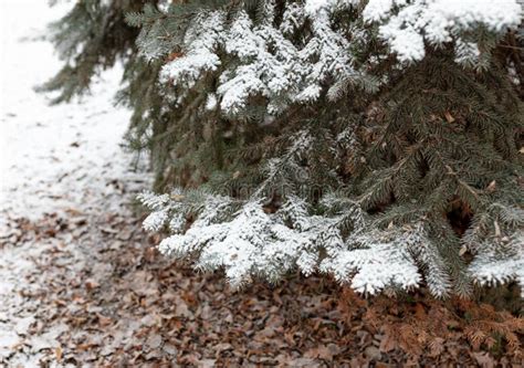 White Snow On The Branches Of A Coniferous Tree Stock Photo Image Of