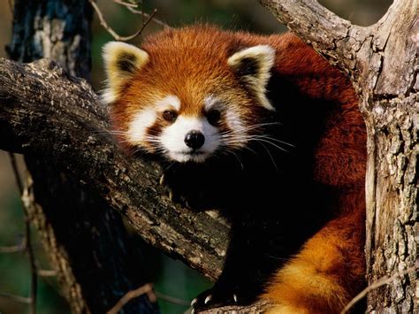 Red Panda Backgrounds Wallpaper Cave