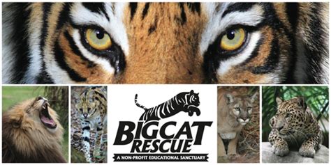 Maybe you would like to learn more about one of these? Today at Big Cat Rescue Dec 17 2013 | Big Cat Rescue