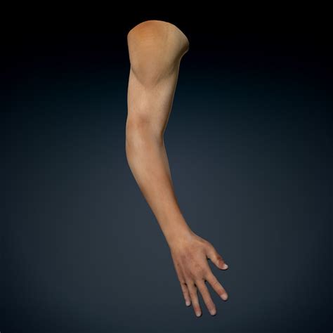 Human Arm Bone Anatomy Human Arm Skeletal Anatomy Pack Vector 640027