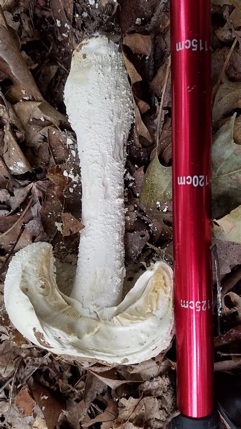 Divinebunbuns Rugged Rural Missouri Pretty Poisonous Fall Mushrooms