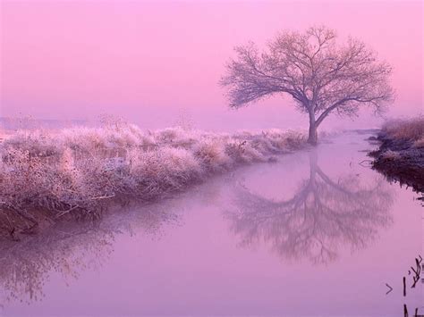 Pink And Purple Nature Wallpapers Top Free Pink And Purple Nature