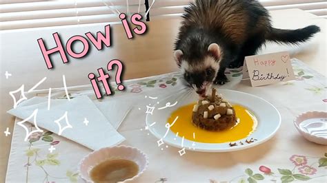 Ferret Tried Birthday Cake Ferret Birthday Part 2 Youtube