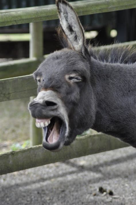 20 Adorable Donkeys That Will Make You Smile Bouncy Mustard