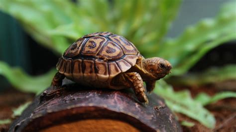 What To Know Before Buying A Tortoise