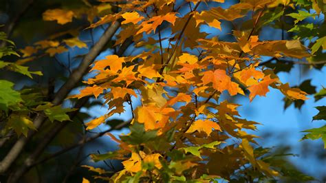 Download Wallpaper 3840x2160 Maple Leaves Branches Autumn Macro 4k